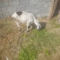 هشبندی کهور تاک|حیوانات مزرعه|سیریک, |دیوار