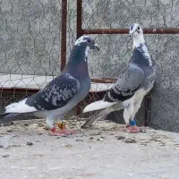 ۲ عدد ماده