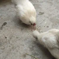 مرغ و خروس کوپال