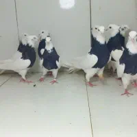 طوقی سیاه|پرنده|مشهد, عامل|دیوار