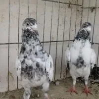 تیدی جانسیره