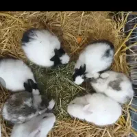 خرگوش