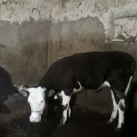 گوساله سمینتال چاق