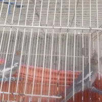 عروس هلندی ماده