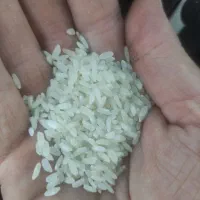 برنج کامفیروزی