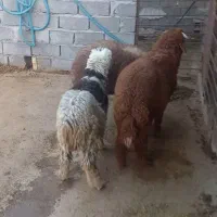 بره کم وزن