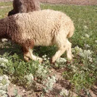 میش گوسفند