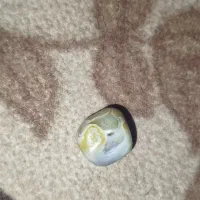 مهره سلیمانی ‌