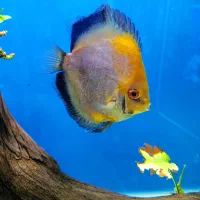 ماهی دیسکس|ماهی|سنندج, |دیوار