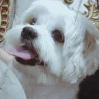 پت خانگی(سگ ماده نژاد شیتزو کراس)