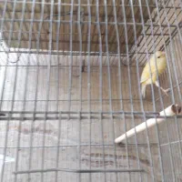 قناری نر بخون