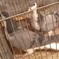 خوشرنگ|پرنده|شهرضا, |دیوار