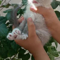 گربه های اشرافی خشکل گربه های بسیار زیبا