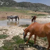 فروش اسب
