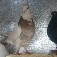 یک جفت کبوتر طوقی|پرنده|کوهدشت, |دیوار