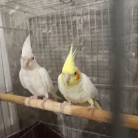 جوجه عروس هلندی با قفس