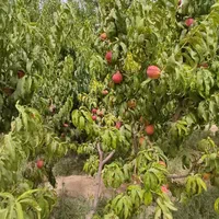 باغ هزار متر دارای سهمیه آب لوله کشی شده داخل باغ|فروش زمین و ملک کلنگی|رباط‌کریم, رباط‌کریم|دیوار