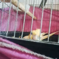 عروس هلندی|پرنده|قم, شهرک مهدیه (مدرس)|دیوار