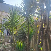 فروش گل جهت اکسیژن برای محوطه و|گل و گیاه طبیعی|لوشان, |دیوار