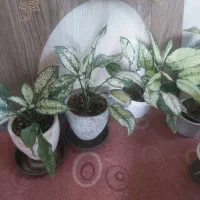 گل سانسوریا  مرجان  برگ بیدی  صخره ایی|گل و گیاه طبیعی|مرند, |دیوار