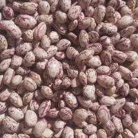 لوبیا چیتی درجه یک ۱۵۰ کیلو