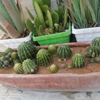 کاکتوس|گل و گیاه طبیعی|شیراز, دارالرحمه|دیوار