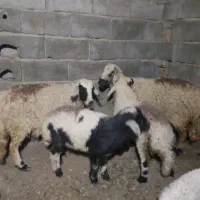 میش بره شیر مست  جوون