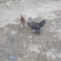 ۱۲عدد مرغ و خروس لهستانی کاکلی و پرپا|حیوانات مزرعه|قلقل رود, |دیوار