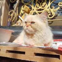 گربه پرشین|گربه|بندر ماهشهر, |دیوار