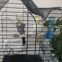 عروس هلندی جفت|پرنده|مشهد, قائم|دیوار