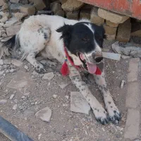 سگ.|حیوانات|دورود, |دیوار