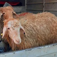 کشتار گوسفند درمحل برای رفع بلا