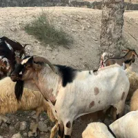 نری ، نزار ، کهره جمولی ، بره ، غوچ سومالی فروشی
