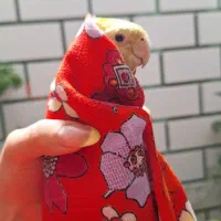 جفت عروس هلندی|پرنده|سرپل ذهاب, |دیوار