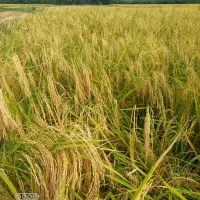 برنج اصیل دره رود