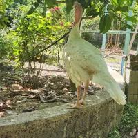 بوقلمون بیوتی