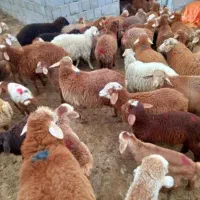 گوسفند،، زنده بره فروشی نذر.عقیقه.با ذبح رایگان