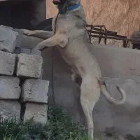 سگ پژدر۲۰ماهه