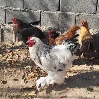 فروش مرغ محلی