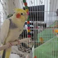 عروس هلندی نر|پرنده|اصفهان, تیران|دیوار