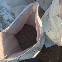 گندم|خوردنی و آشامیدنی|دهلران, |دیوار