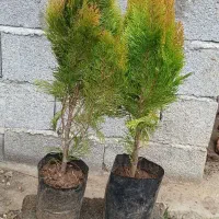 فروش فوق العاده نهال کامیس طلایی