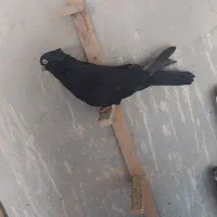 کبوتر|پرنده|کازرون, |دیوار