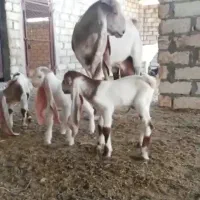 بز پاکستانی