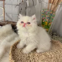 پرشین سوپر فلت لانگ هیر