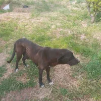 سگ ماده عراقی شکم طلا سه ساله