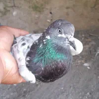 کبوتر پرشی