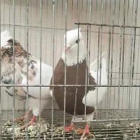 طوقی هفترنگ|پرنده|اصفهان, منتظرالمهدی|دیوار