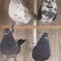 پرنده کفتر کبوتر|پرنده|تهران, افسریه جنوبی|دیوار