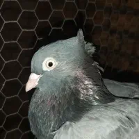 سبز آبادانی